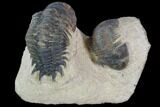 Crotalocephalina & Paralejurus Trilobite Association #88869-1